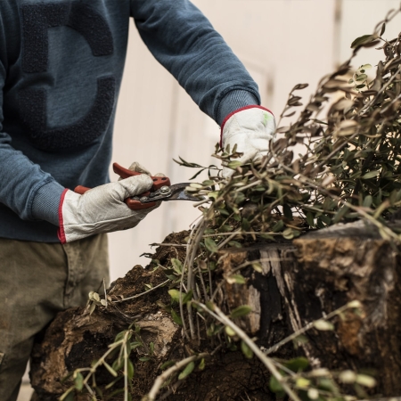 Lavorazione Radici di Ulivo per Interior Design